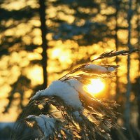 Провожая солнце. :: Николай Масляев