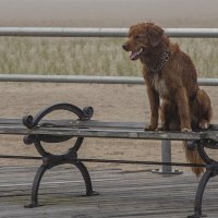 наша жизнь собачья, сказали -сидеть-вот и сидЮ :: Petr @+