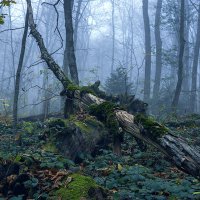 Туманный лес :: Виталий Павлов