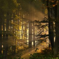 autumn forest :: Elena Wymann