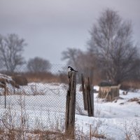 Выглядывает  ... :: Евгений Хвальчев