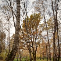 Осенний парк... :: Сергей Кичигин