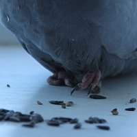 Лапки Серого голубя. :: Штрек Надежда 