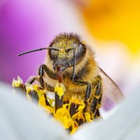 Пчела :: Radiarest 