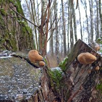 Пень с грибами :: Galina Solovova