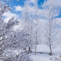 Вот так выглядела весна 17.03.2010 года :: Анатолий Клепешнёв