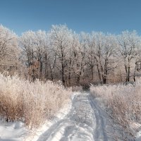 Мороз и солнце, день чудесный.. :: Андрей Заломленков