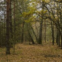 лес в октябре :: владимир 