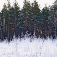 И скоро - сосновый лес, чистый воздух :: Raduzka (Надежда Веркина)