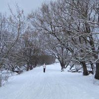 "Верби і гребля після снігопаду" :: Ростислав Кухарук