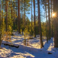 Солнечный лес :: Vladimbormotov 