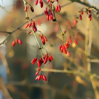 barberry :: Zinovi Seniak