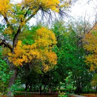 Краски Осени :: Ахмед Овезмухаммедов