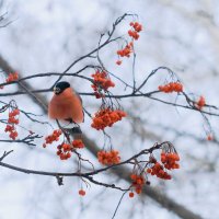 Снегирь :: Людмила Леунина 