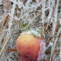 Яблоко на снегу :: Yulia Raspopova