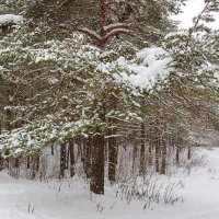 Заснеженная сосна :: Александр Синдерёв