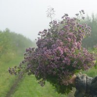 Букет душицы :: Светлана Высочина