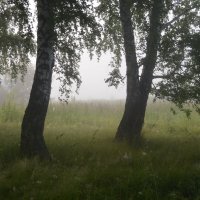 Лес в тумане :: Светлана Высочина