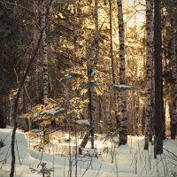 Под холодными лучами зимнего солнца. :: Galina Serebrennikova