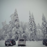 Снежность. :: Galina Serebrennikova