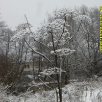 Припорошенный снегом :: Виктор  /  Victor Соболенко  /  Sobolenko