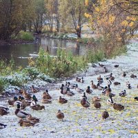 Рады первому снегу :: олег свирский 