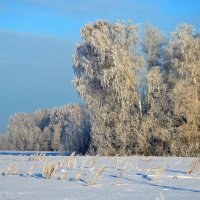 Морозное утро :: Татьяна Лютаева