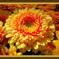 Гербера – ‘золотой’ цветок :: Ольга Довженко