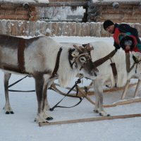 Северный олень :: Алексей Дворцов