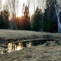 Павловский парк :: Наталья Герасимова