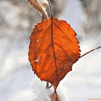 Ещё немного цвета в декабре... :: Андрей Заломленков