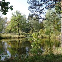 Невский лесопарк в окрестностях усадьбы Богословка :: Маргарита Батырева