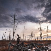 Болотный житель :: Роман Грушевский