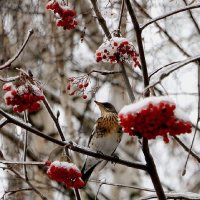 Видно и дрозды бывают одинокими :: Надежд@ Шавенкова