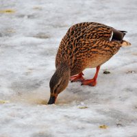 Утолила жажду. :: Татьяна Помогалова