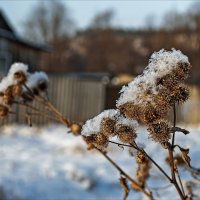 Снежинки на репьях :: Татьяна Белоусова