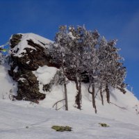 И на камнях растут деревья :: Любовь Иванова