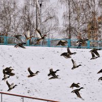 Поели и улетели. :: Татьяна Помогалова