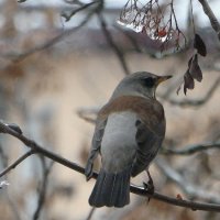 Когда за окном сырая зимняя позёмка, дрозд на рябине :: Надежд@ Шавенкова