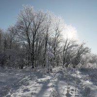 Побаловал декабрь солнечной погодой! :: Андрей Заломленков
