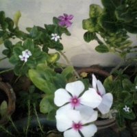 белые с розовой серединкой  и на заднем фоне цветы :: миша горбачев