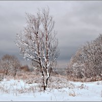 Первый снег :: Светлана 