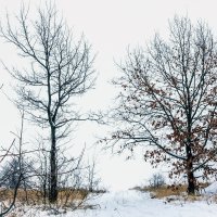 Между двумя деревьями.. :: Юрий Стародубцев