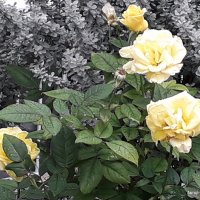 Розы желтые. :: Валерьян Запорожченко