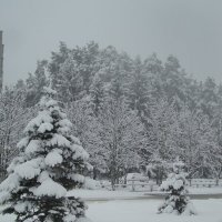 Снегопад :: Лидия (naum.lidiya)