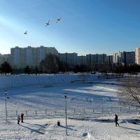 А вот и утки слетаются на обед. :: Татьяна Помогалова