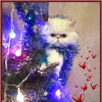 Новогодний кот поздравляет! :: Зоя Чария