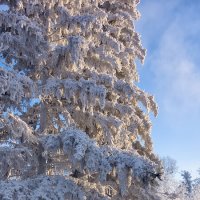 В белый снег укутались деревья :: Андрей Шаронов