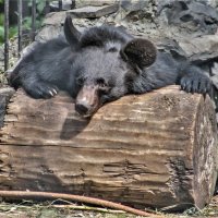 Гималайский мишка. :: аркадий 