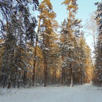 Январский этюд . :: Мила Бовкун